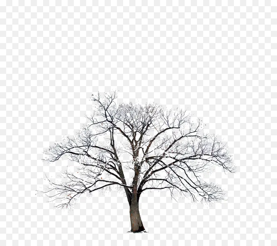 Arbre Nu，Nu PNG