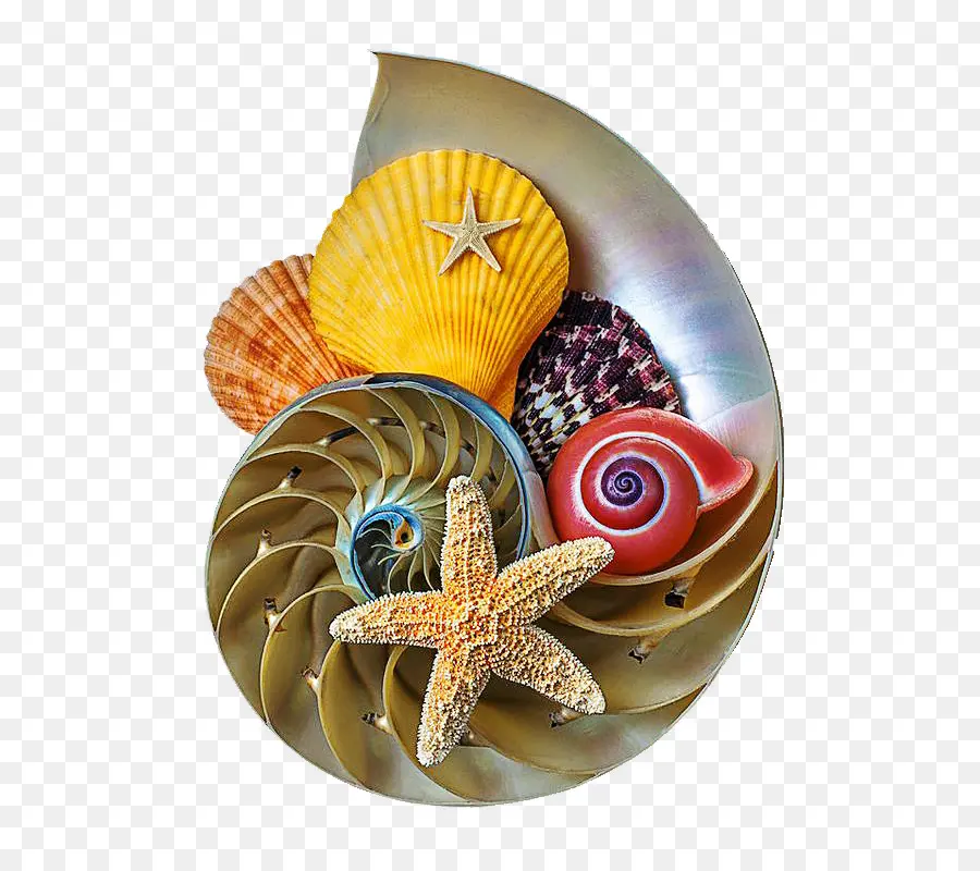 Coquillages，Coquille PNG