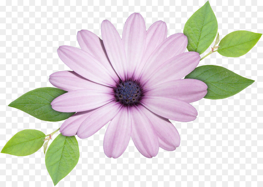 Pétales De Fleurs，Marguerite PNG