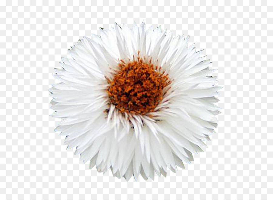 Marguerite Blanche，Marguerite PNG