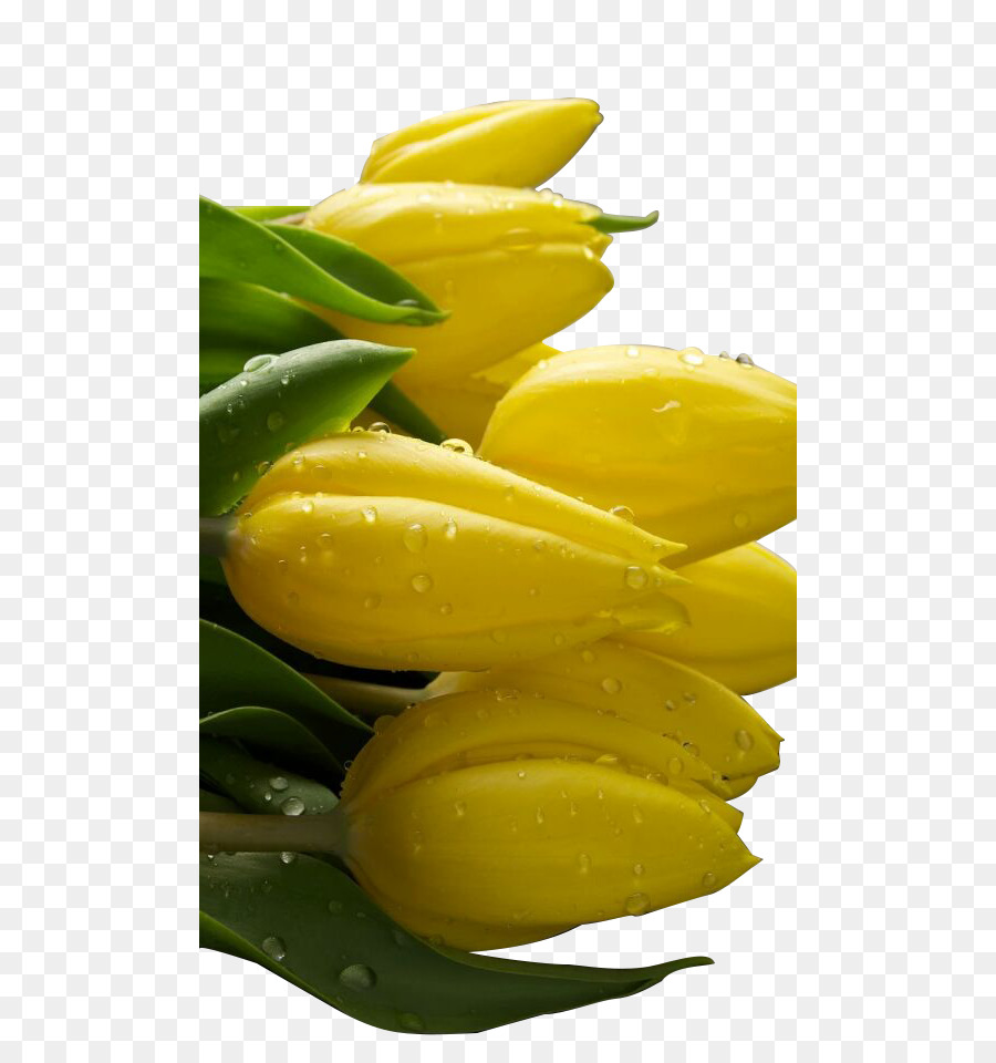 Tulipes Jaunes，Bouquet PNG