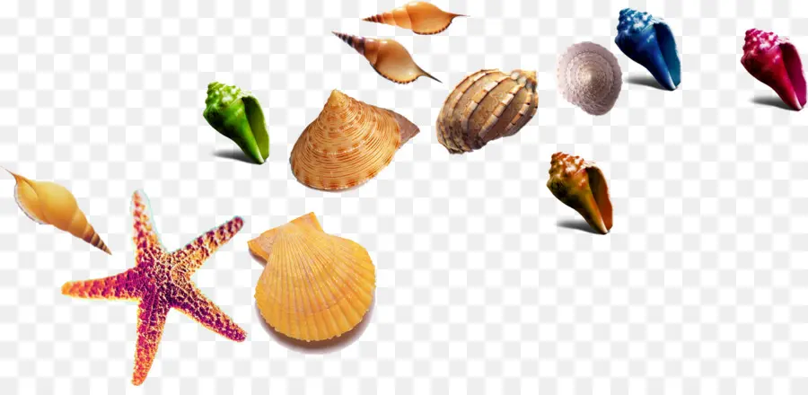 Coquillages，Étoile De Mer PNG