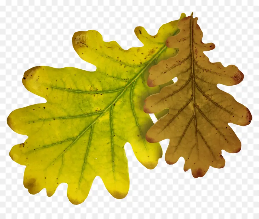 Quercus Lobata，Feuille PNG