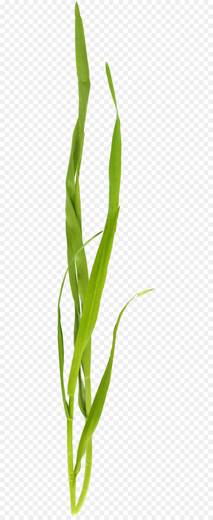 Plante Verte，Feuille PNG