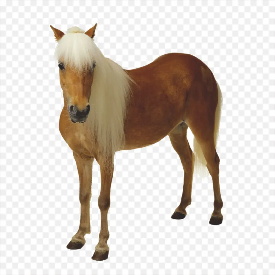 Cheval，Blanc PNG