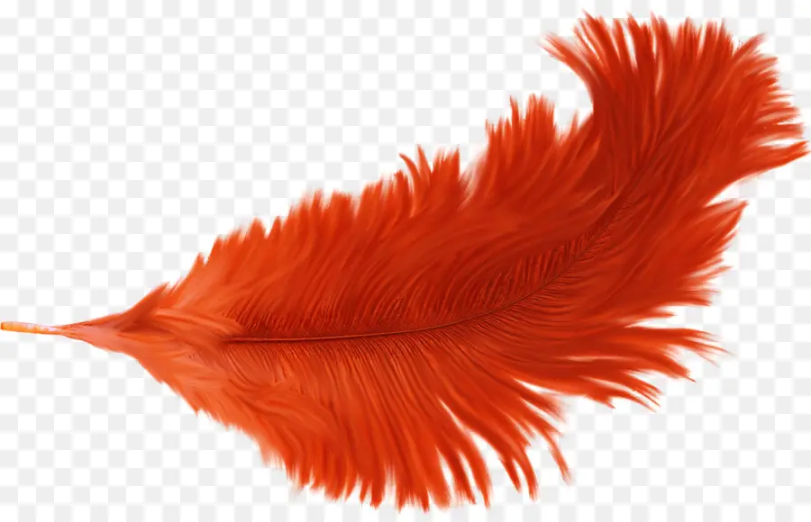 Plume Rouge，Plume PNG