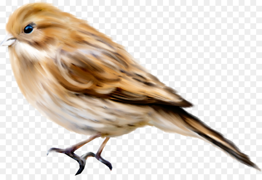 Oiseau，Dessin PNG