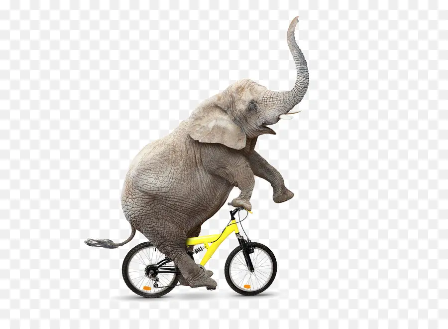 Éléphant à Vélo，Vélo PNG