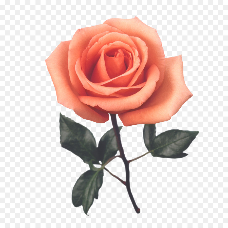 Plage Rose，Fleur PNG