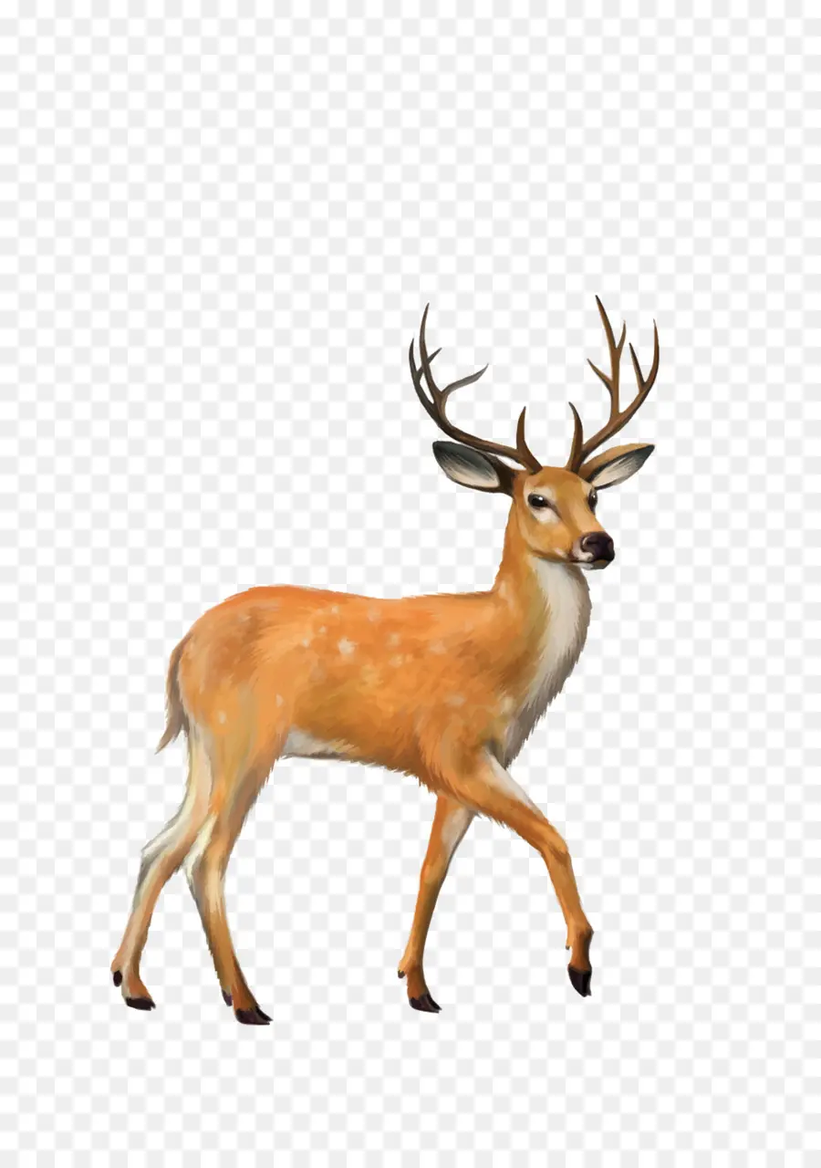 Cerf，Bois PNG