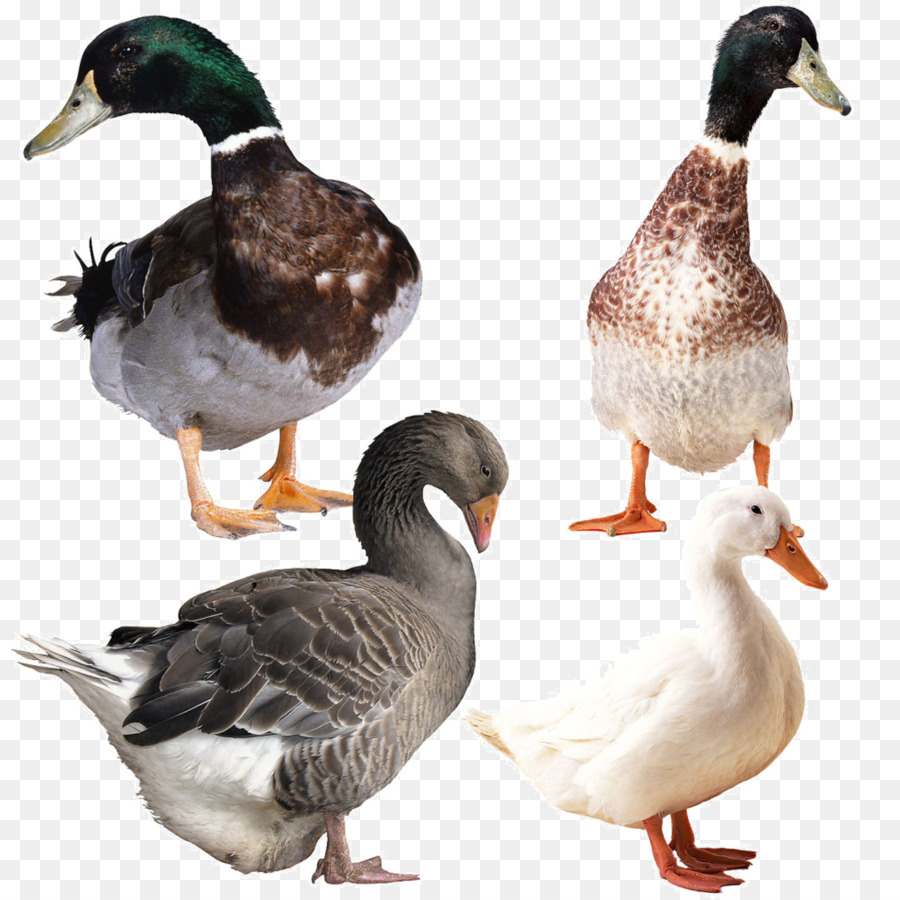 Canards Et Oies，Sauvagine PNG