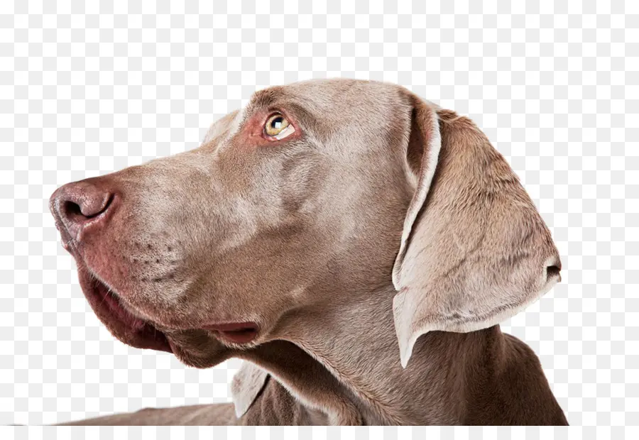 Vue Latérale Du Chien，Animal De Compagnie PNG