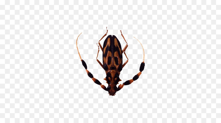 Insecte，Bogue PNG