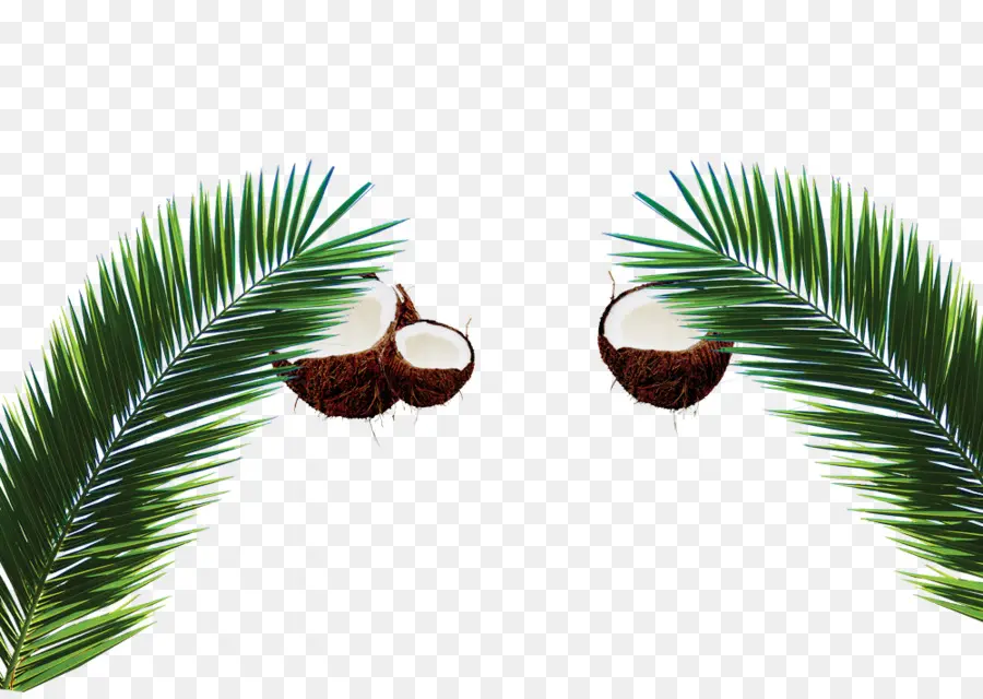 Feuilles De Noix De Coco Et De Palmier，Noix De Coco PNG