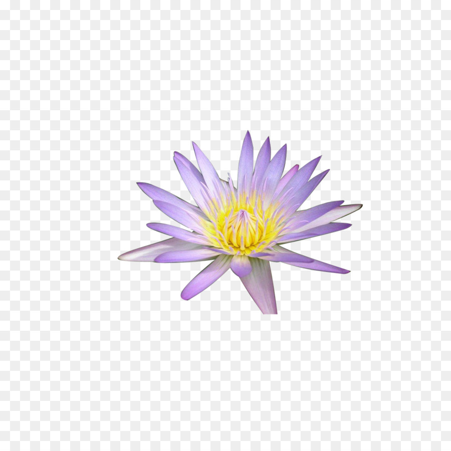 Fleur De Lotus Pourpre，Eau PNG