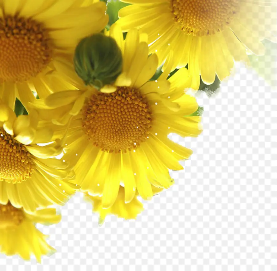 Fleurs Jaunes，Floraison PNG