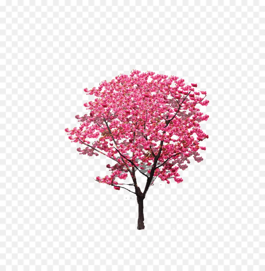 Arbre，Rose PNG