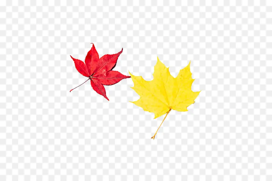 Feuilles，Automne PNG