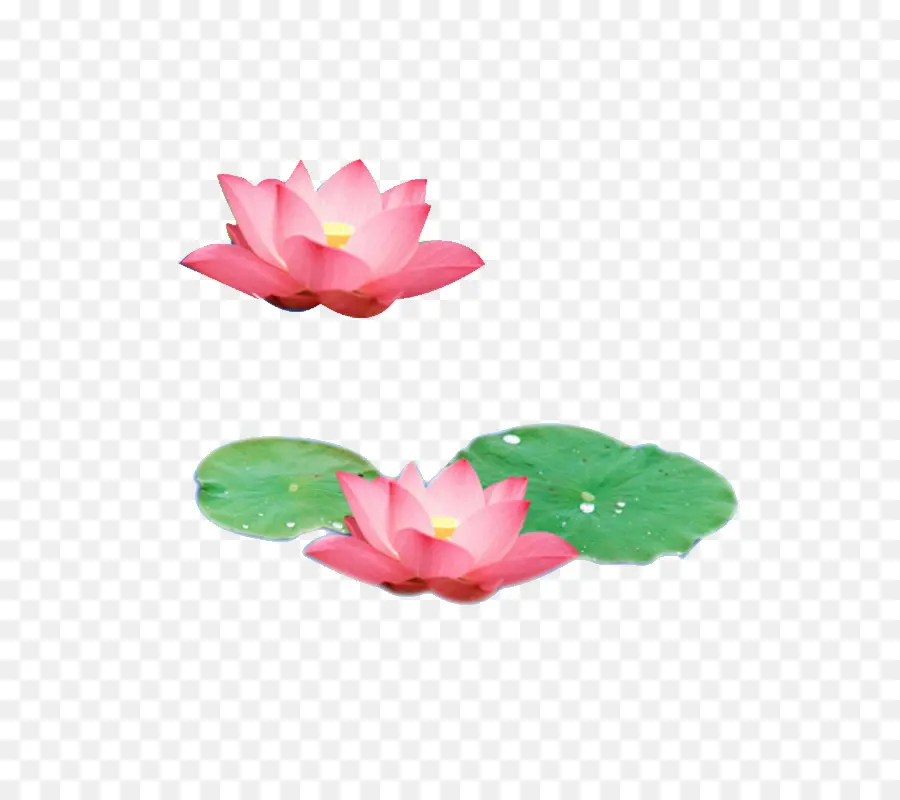 Fleurs De Lotus，Feuilles PNG