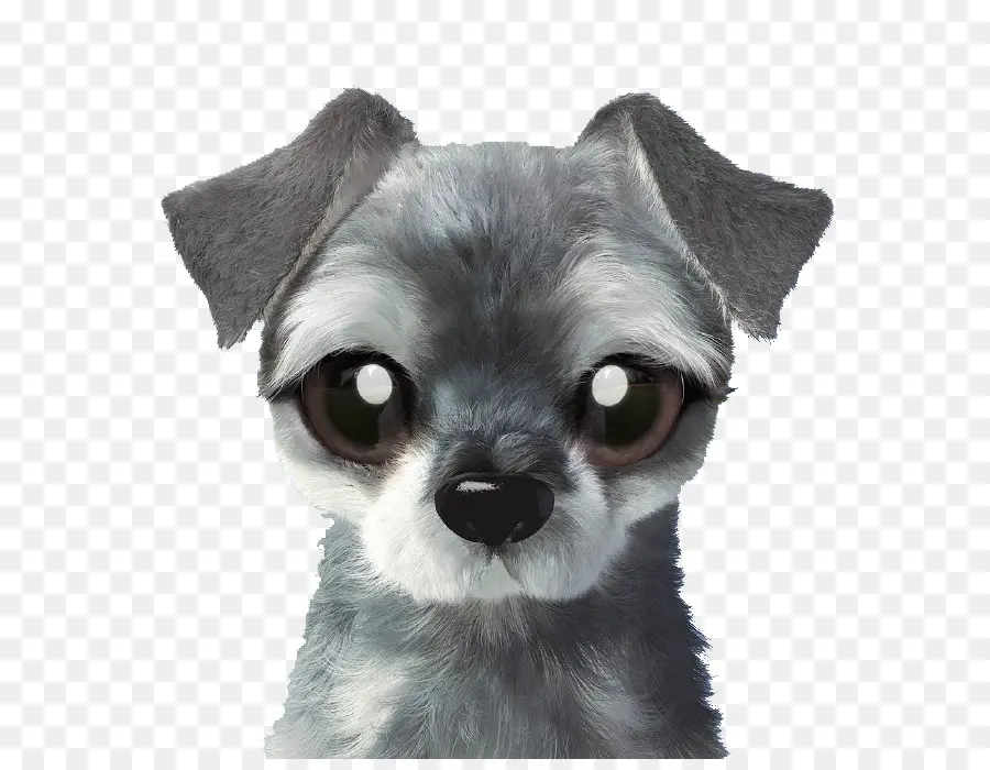 Chien Mignon，Chiot PNG