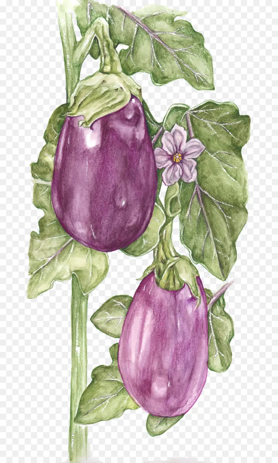 Aubergine，Usine PNG