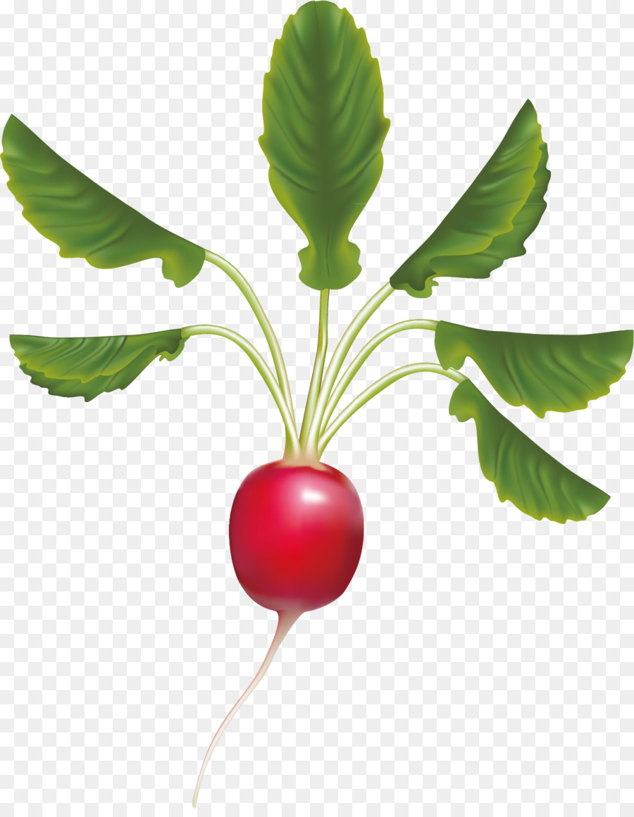 Radis，Légume PNG