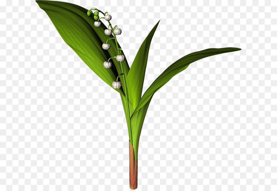 Muguet，Fleur PNG