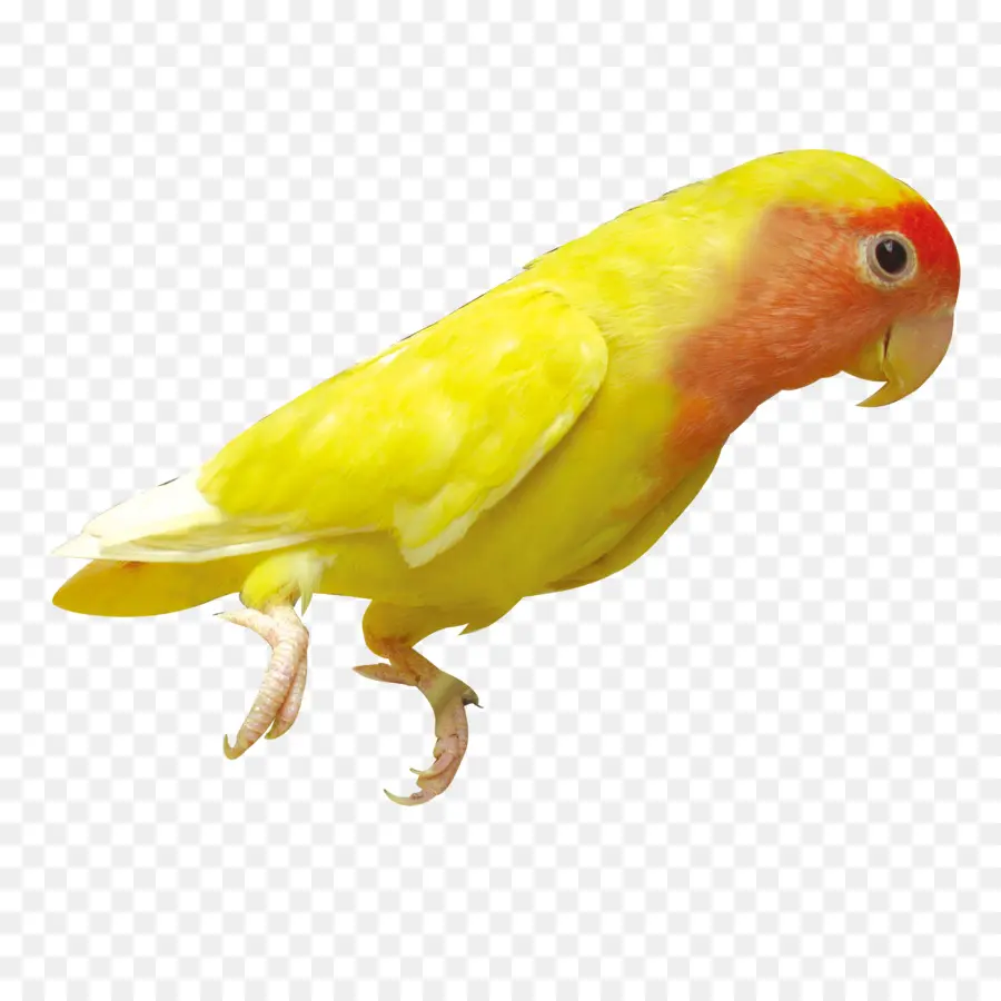 Perroquet，Oiseau PNG