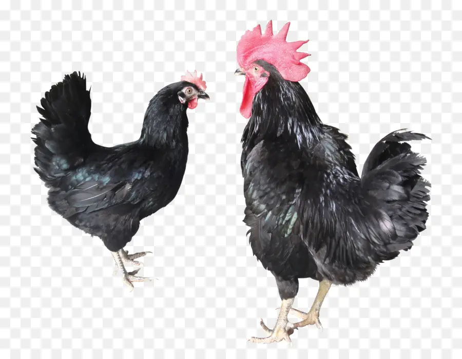 Poulets，Coq PNG