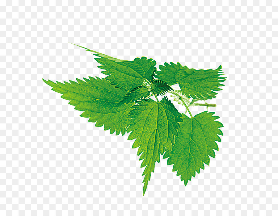 Feuilles，Vert PNG