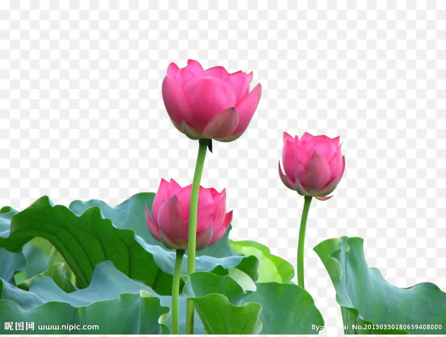 Feuilles De Lotus，Vert PNG