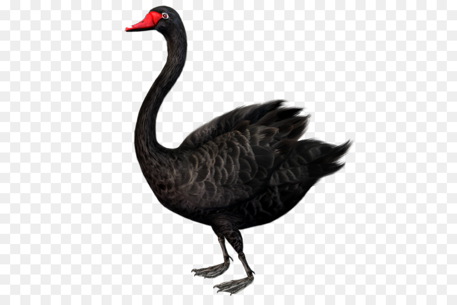 Black Swan L'impact Du Très Improbable，Cygne Noir PNG