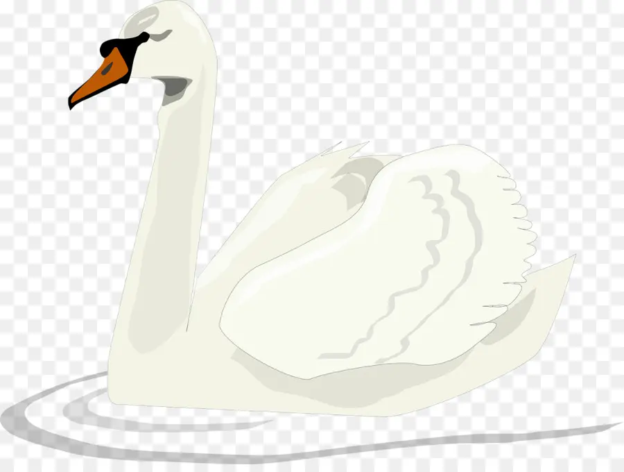 Cygne，Eau PNG