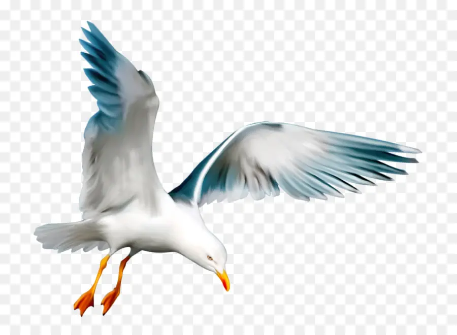 Mouette，Vol PNG