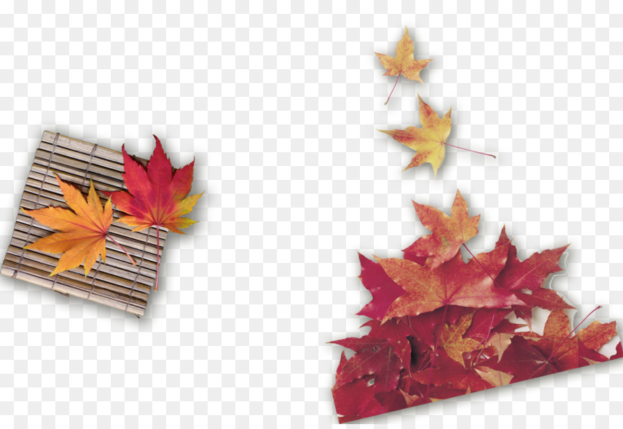 Feuilles D'érable，Automne PNG