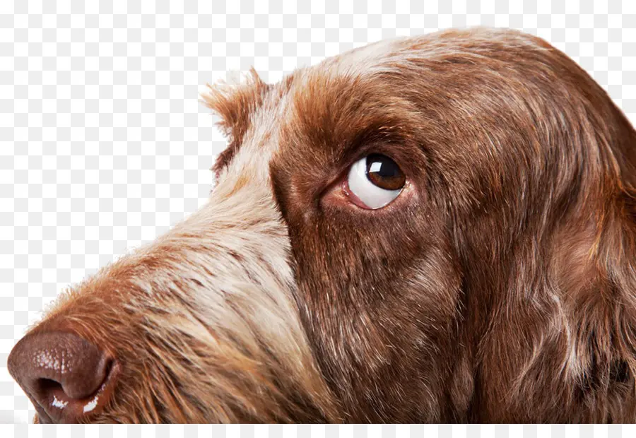 Spinone Italiano，Boxeur PNG