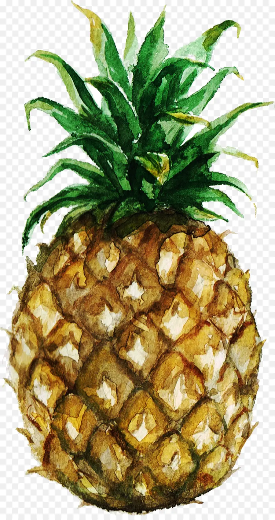 L Ananas，Peinture à L Aquarelle PNG
