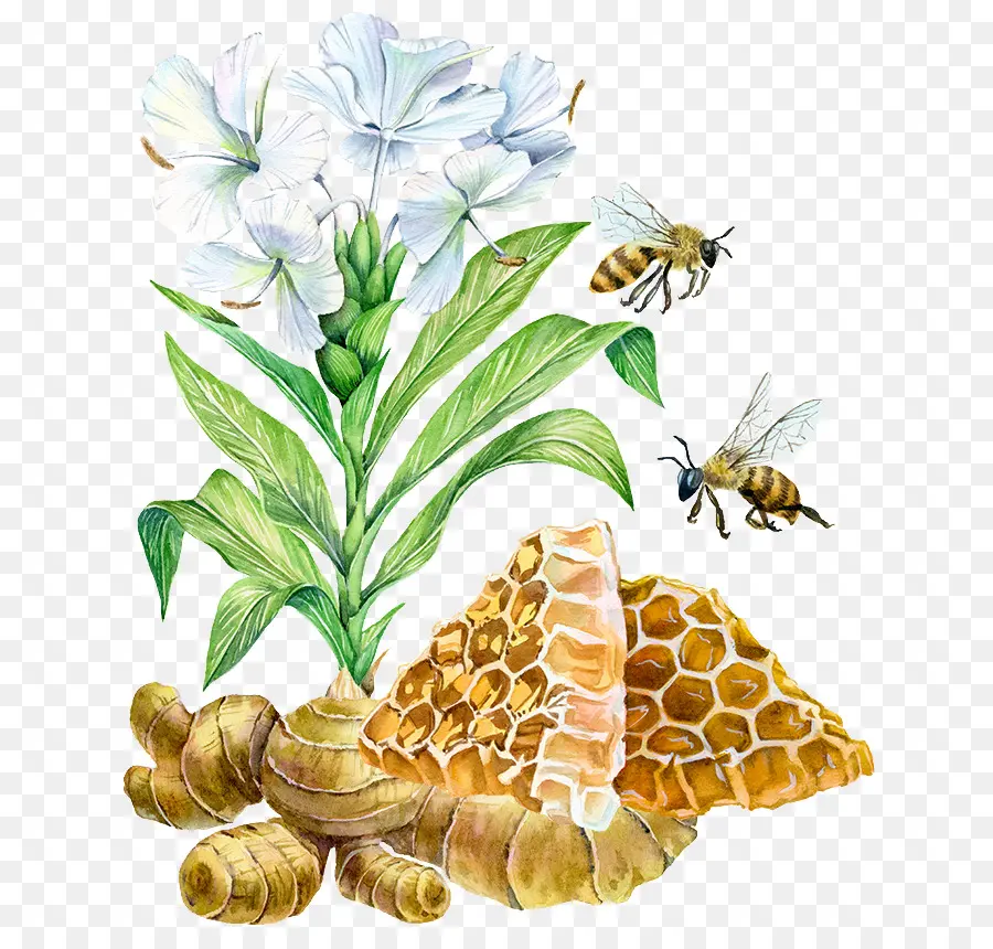 Abeilles Et Fleurs，Rayon De Miel PNG