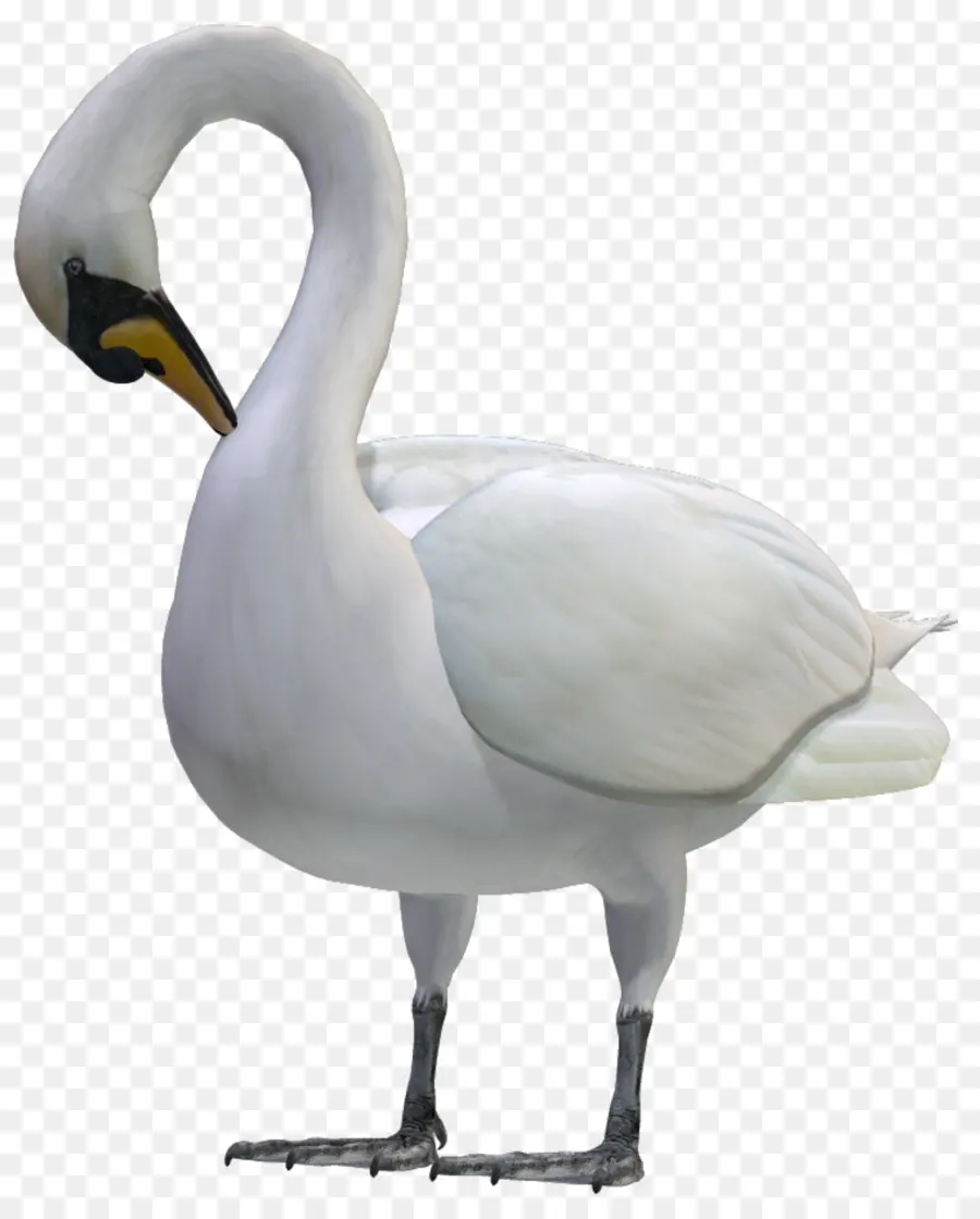 Cygne，Blanc PNG