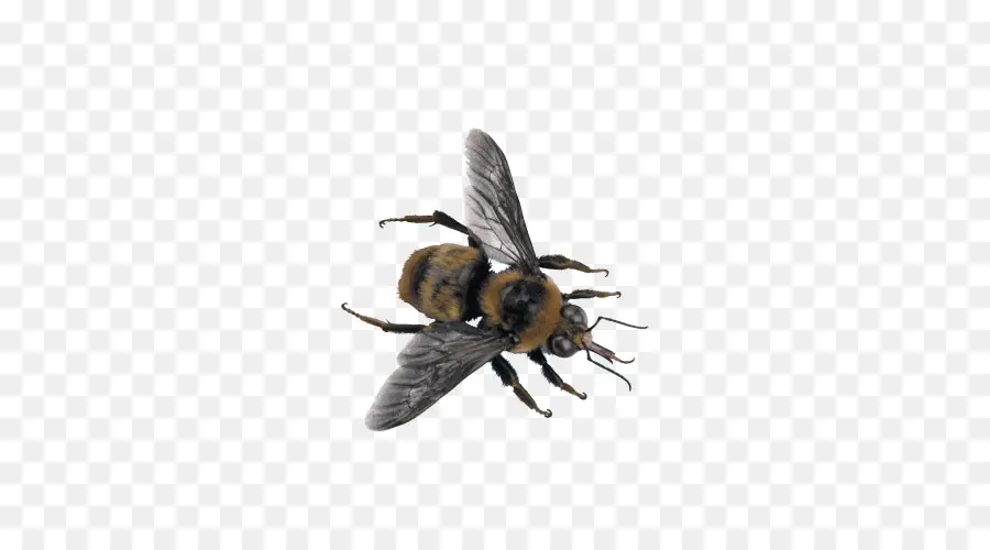 Abeille，Ailes PNG