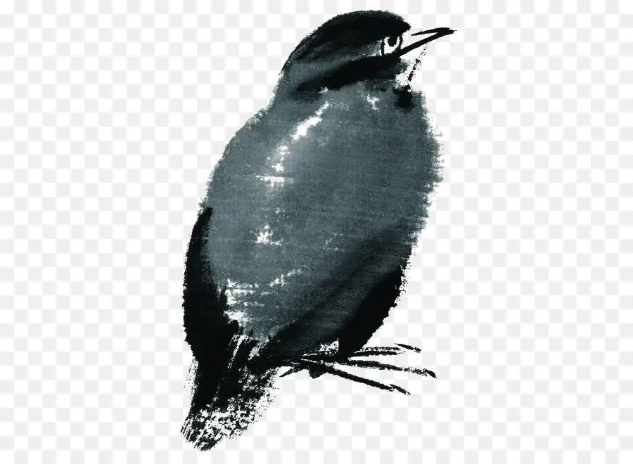 Oiseau，Plumes PNG