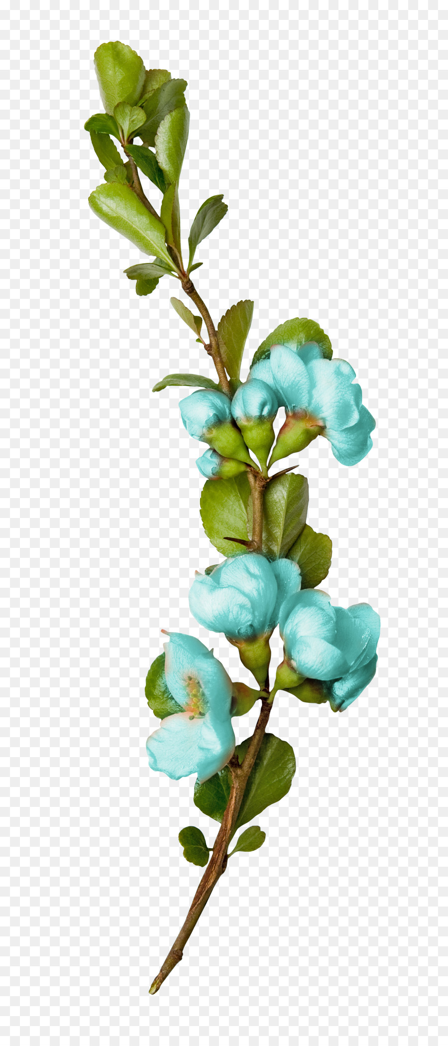 Fleurs Bleues，Bifurquer PNG