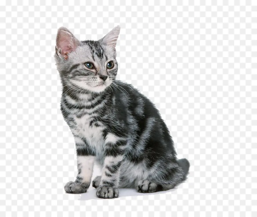 Chat，Animal De Compagnie PNG