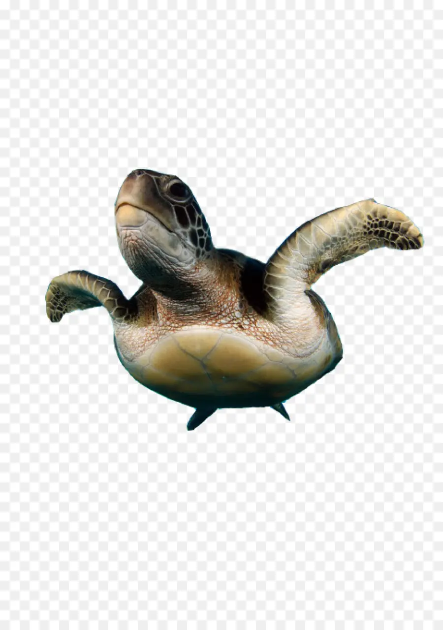 Tortue De Mer，Océan PNG