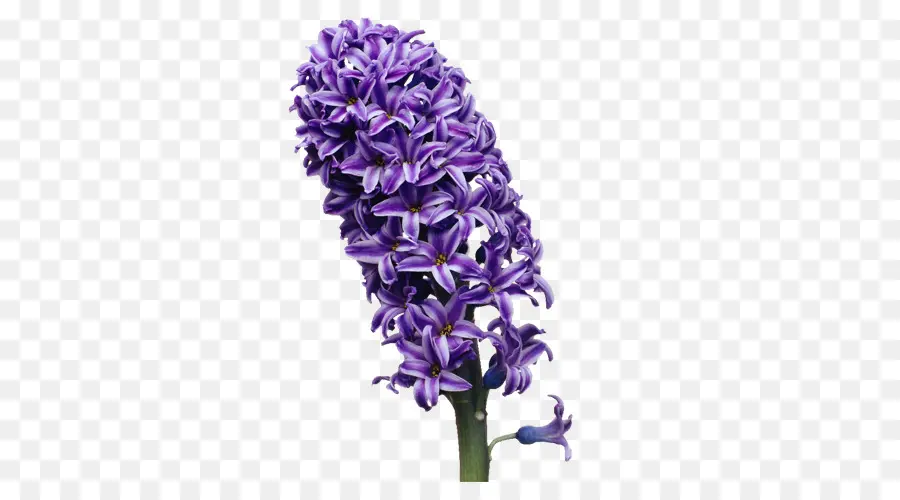 Fleur Violette，Floraison PNG