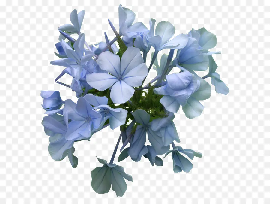 Fleurs Bleues，Bouquet PNG