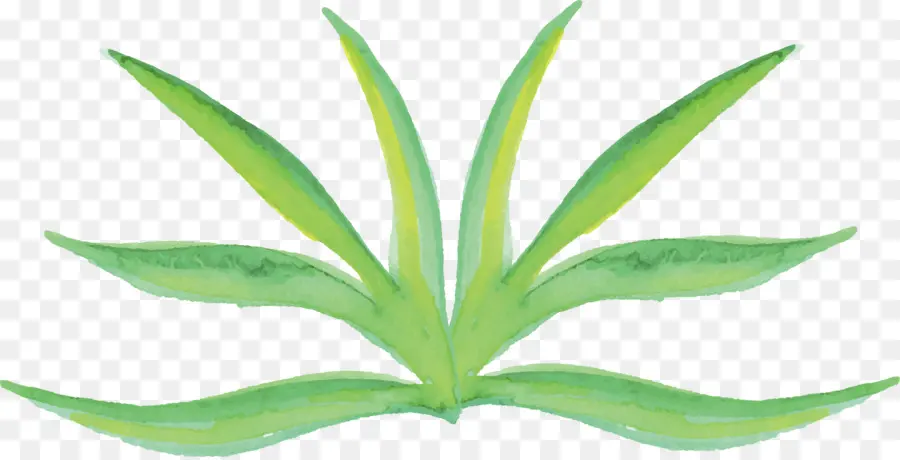 Aloe Vera Vert，Succulent PNG