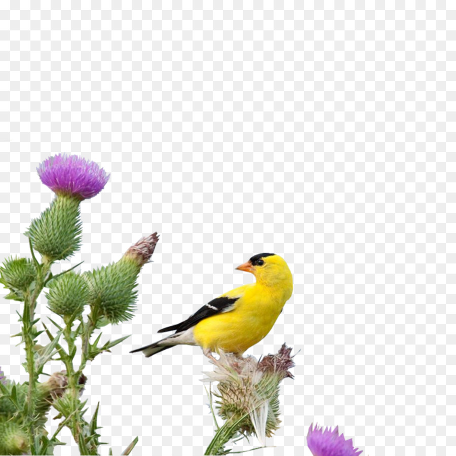 Oiseau Jaune，Chardon PNG