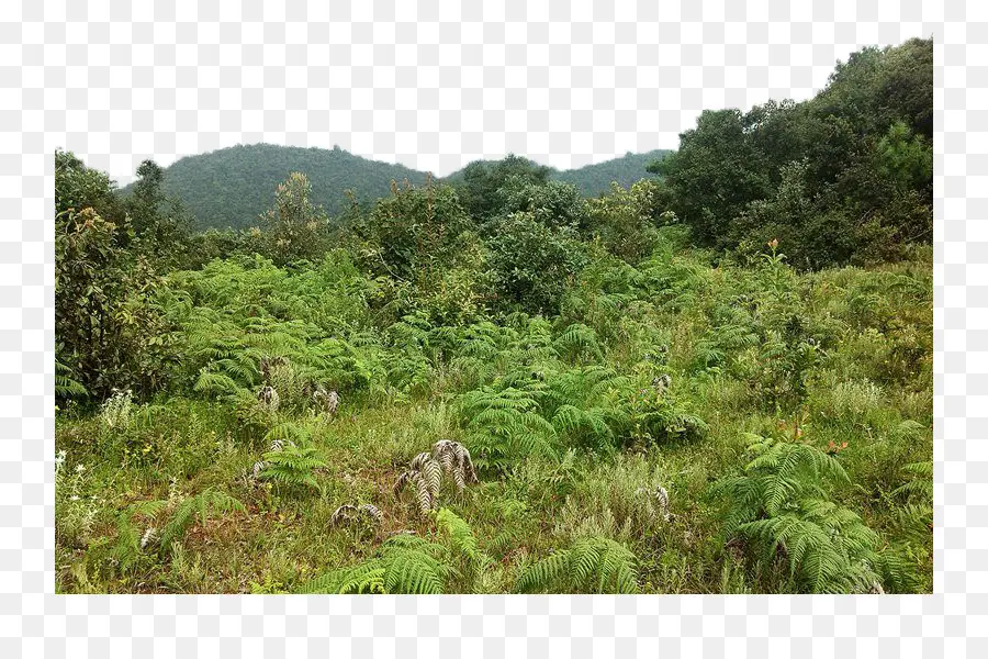 Forêt Verte，Arbres PNG