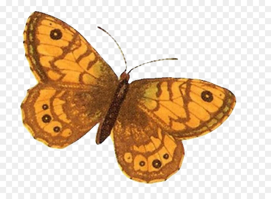 Papillon，Brun PNG